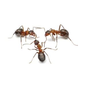 Jasa Pembasmi Semut di Mobil